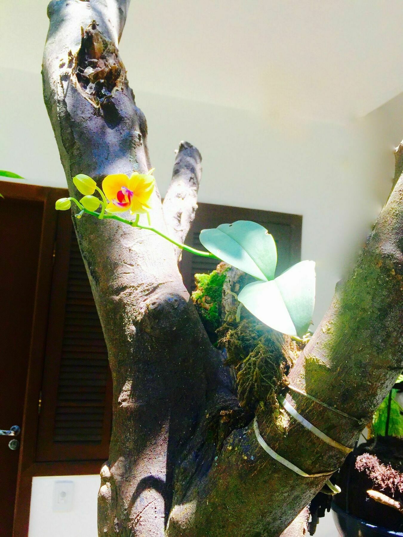 Club Suites - Aeroporto Congonhas サンパウロ エクステリア 写真
